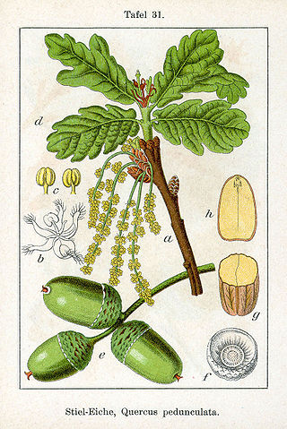 Quercus robur